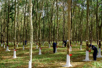 Workers extract rubber sap at a farm in the Central Highland province of Gia Lai